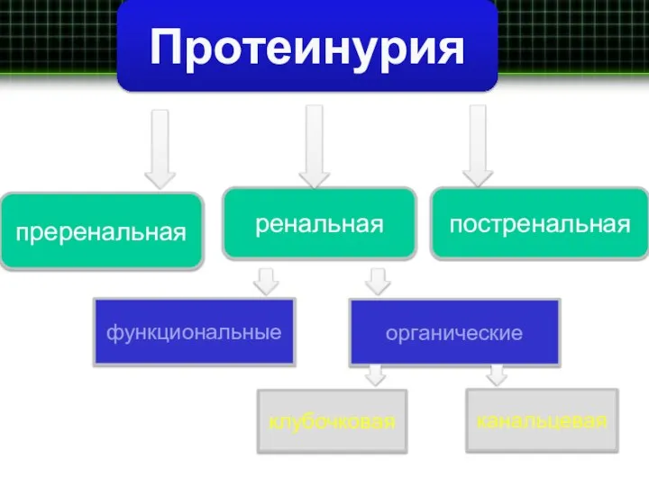 Протеинурия преренальная ренальная постренальная функциональные органические клубочковая канальцевая