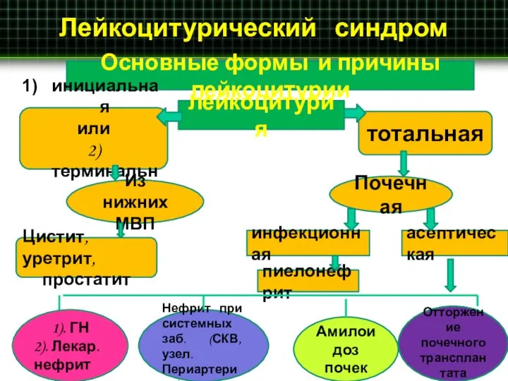 Лейкоцитурический синдром Основные формы и причины лейкоцитурии лейкоцитурия инициальная или 2) терминальная