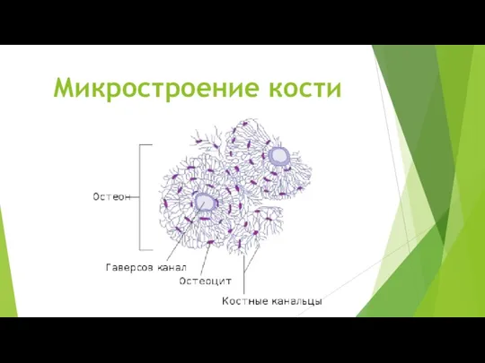 Микростроение кости