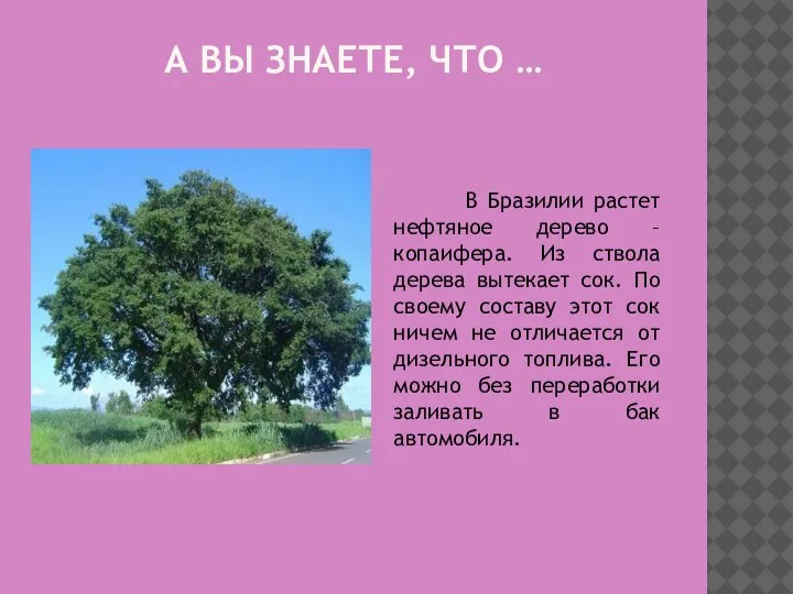 А ВЫ ЗНАЕТЕ, ЧТО … В Бразилии растет нефтяное дерево – копаифера.