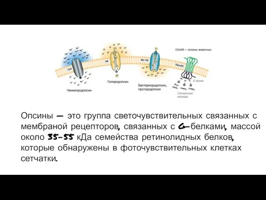 Опсины — это группа светочувствительных связанных с мембраной рецепторов, связанных с G-белками,