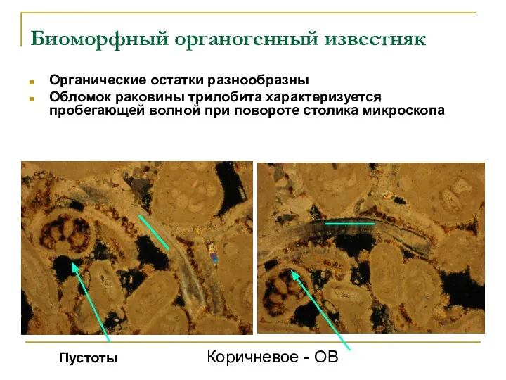 Биоморфный органогенный известняк Органические остатки разнообразны Обломок раковины трилобита характеризуется пробегающей волной