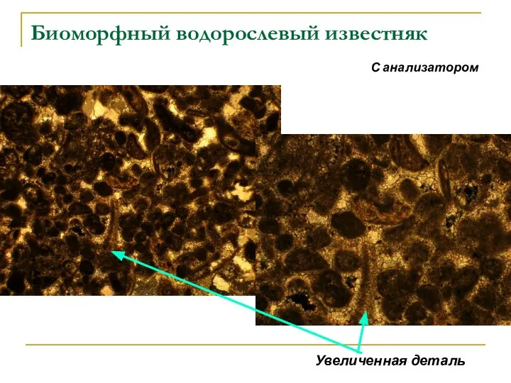 Биоморфный водорослевый известняк С анализатором Увеличенная деталь