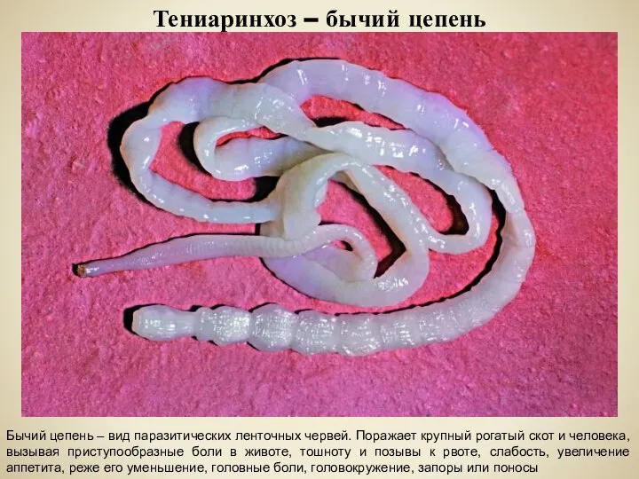 Тениаринхоз – бычий цепень Бычий цепень – вид паразитических ленточных червей. Поражает