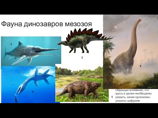 Фауна динозавров мезозоя 1 2 5 3 4 Обращаю внимание, что здесь