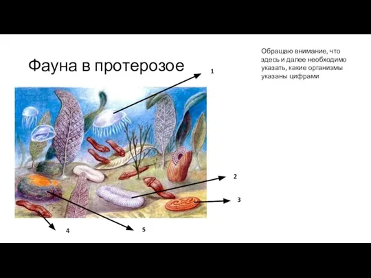 Фауна в протерозое 1 2 3 5 4 Обращаю внимание, что здесь