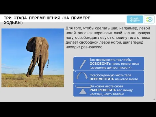 ТРИ ЭТАПА ПЕРЕМЕЩЕНИЯ (НА ПРИМЕРЕ ХОДЬБЫ) Для того, чтобы сделать шаг, например,