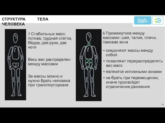 СТРУКТУРА ТЕЛА ЧЕЛОВЕКА 7 Стабильных масс: голова, грудная клетка, бёдра, две руки,