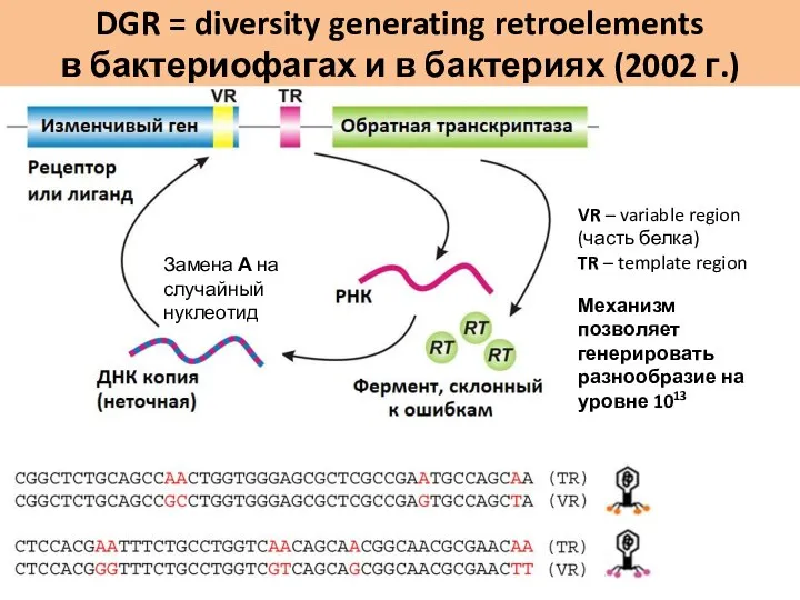 DGR = diversity generating retroelements в бактериофагах и в бактериях (2002 г.)