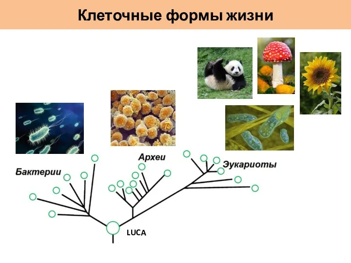 Клеточные формы жизни LUCA