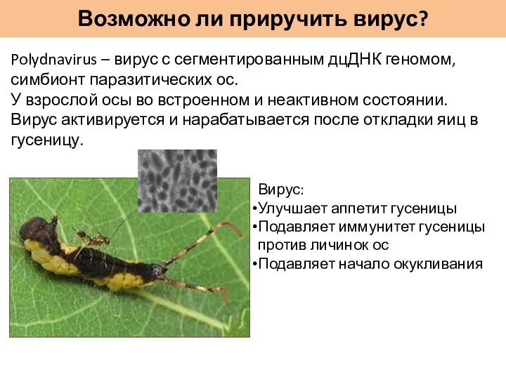 Возможно ли приручить вирус? Polydnavirus – вирус с сегментированным дцДНК геномом, симбионт