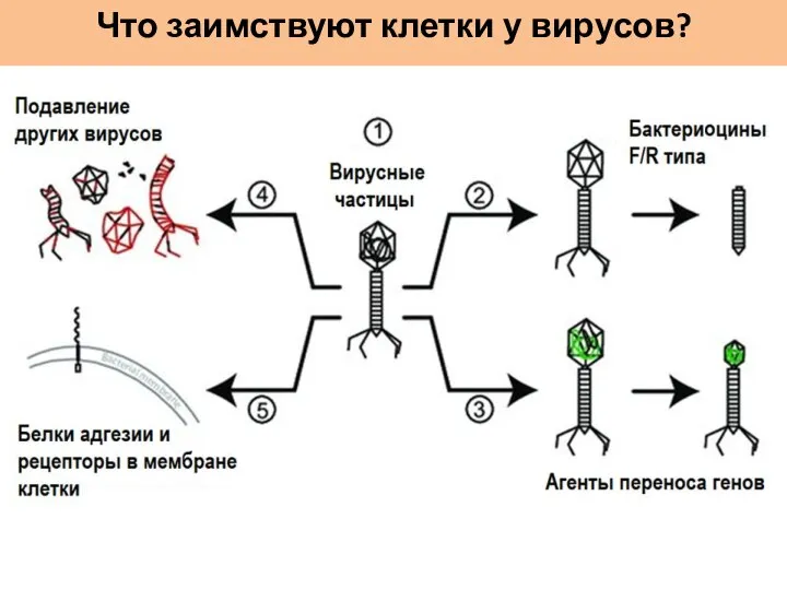 Что заимствуют клетки у вирусов?