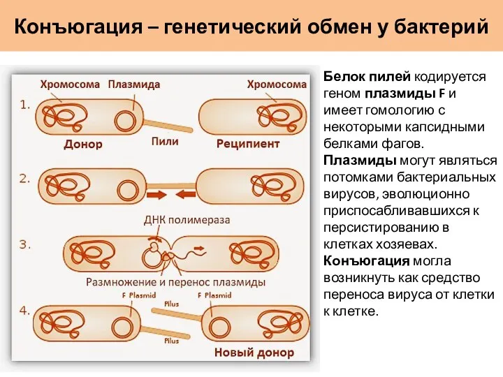 Конъюгация – генетический обмен у бактерий Белок пилей кодируется геном плазмиды F