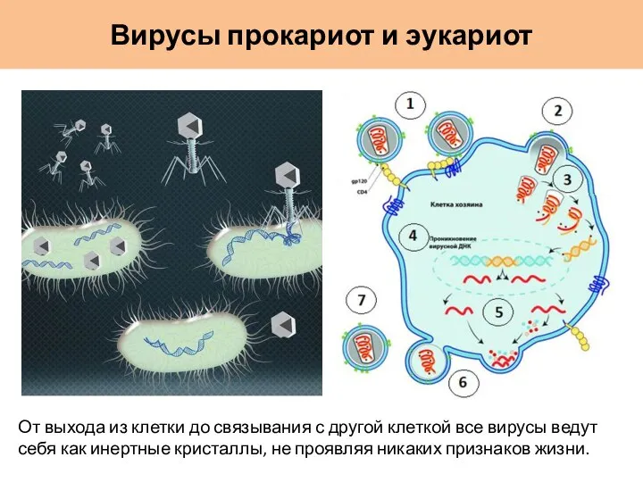 Вирусы прокариот и эукариот От выхода из клетки до связывания с другой