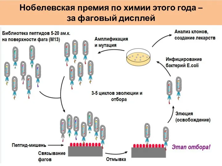 Нобелевская премия по химии этого года – за фаговый дисплей