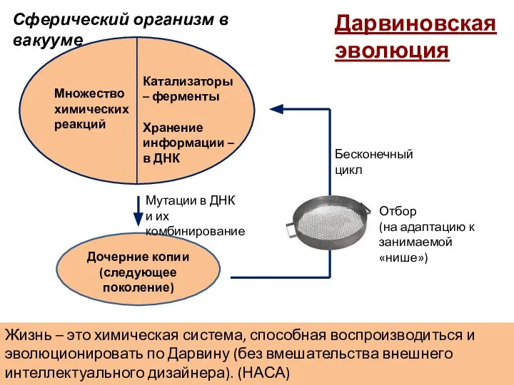 Множество химических реакций Катализаторы – ферменты Хранение информации – в ДНК Сферический