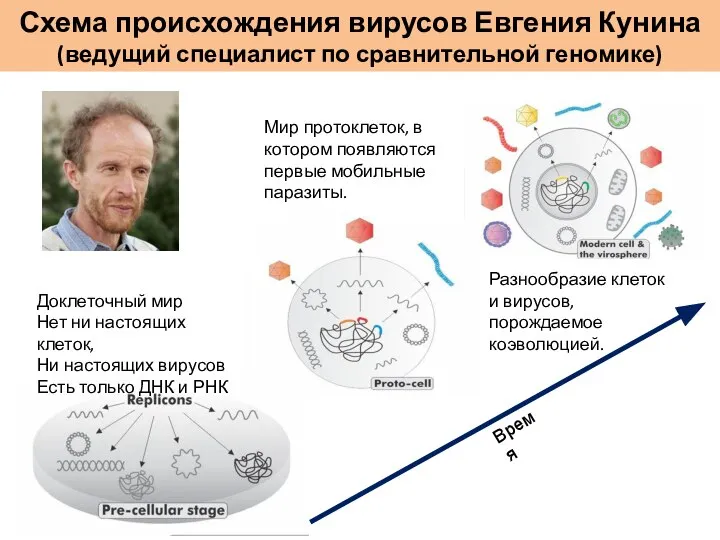 Схема происхождения вирусов Евгения Кунина (ведущий специалист по сравнительной геномике) Время Доклеточный