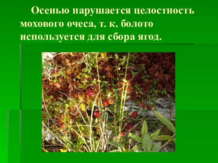 Осенью нарушается целостность мохового очеса, т. к. болото используется для сбора ягод.