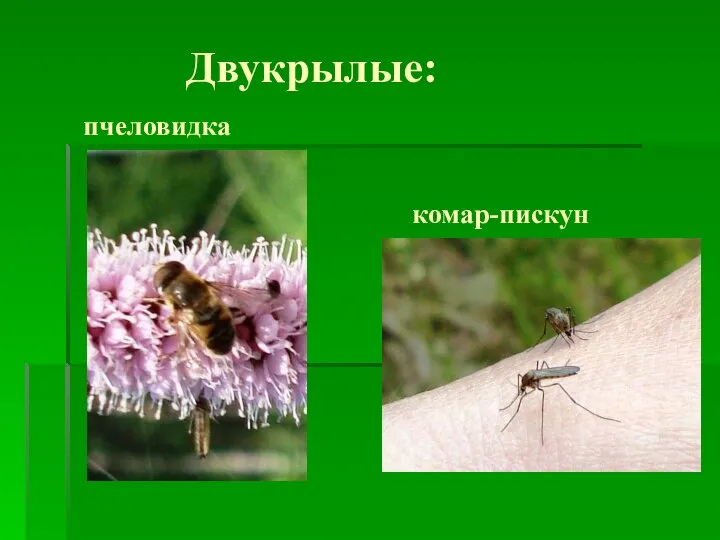 Двукрылые: пчеловидка комар-пискун