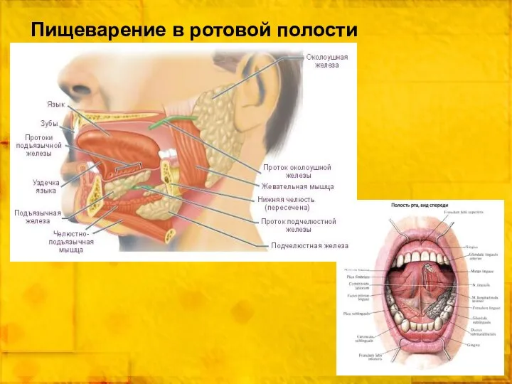 Пищеварение в ротовой полости