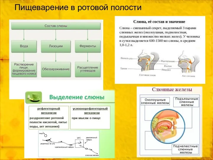 Пищеварение в ротовой полости