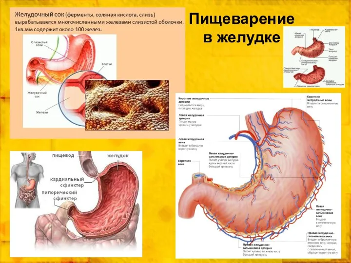 Пищеварение в желудке