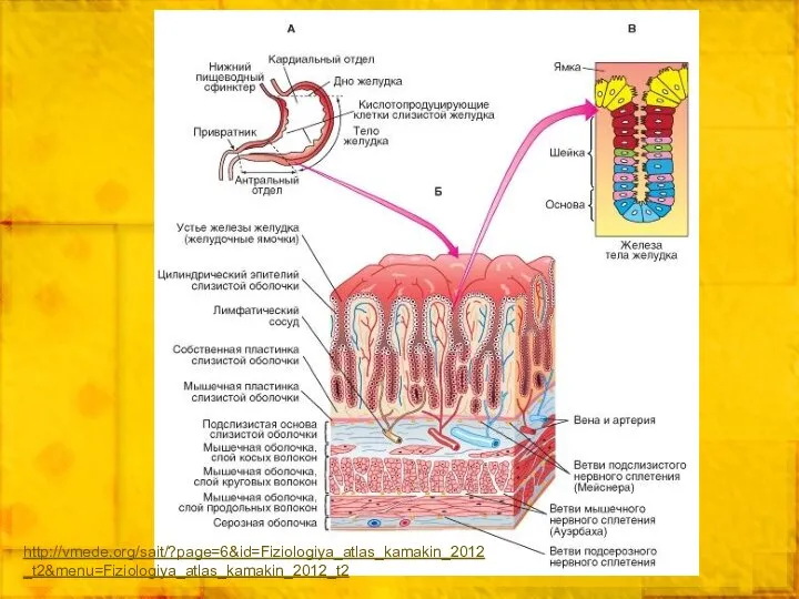 http://vmede.org/sait/?page=6&id=Fiziologiya_atlas_kamakin_2012_t2&menu=Fiziologiya_atlas_kamakin_2012_t2