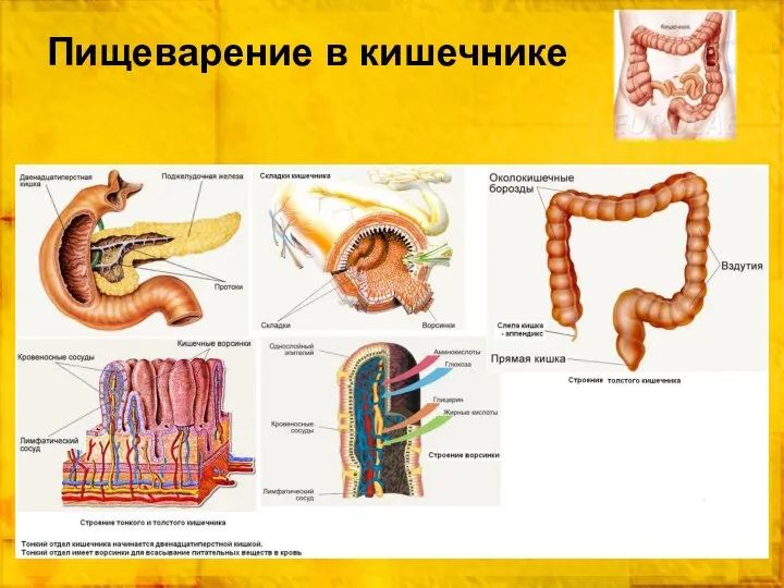 Пищеварение в кишечнике