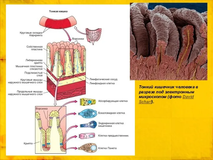 Тонкий кишечник человека в разрезе под электронным микроскопом (фото David Scharf).