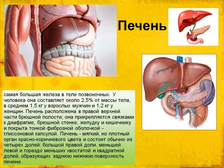 Печень