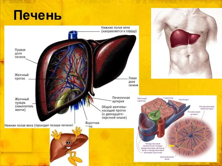 Печень