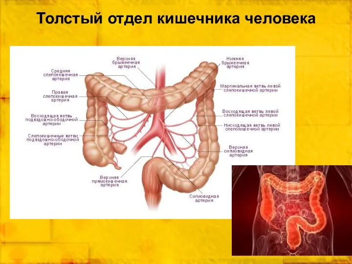 Толстый отдел кишечника человека