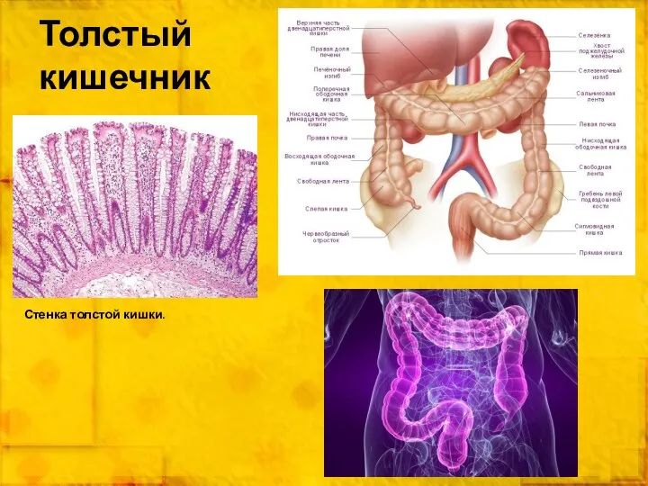 Толстый кишечник Стенка толстой кишки.