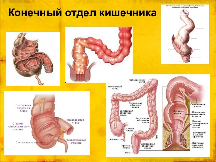 Конечный отдел кишечника