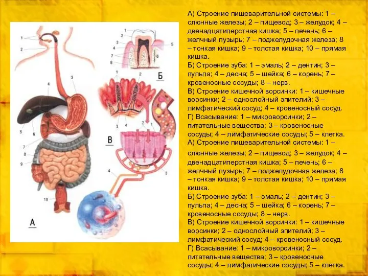 А) Строение пищеварительной системы: 1 – слюнные железы; 2 – пищевод; 3