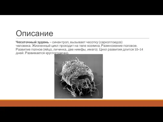 Описание Чесоточный зудень – синантроп, вызывает чесотку (саркоптоидоз) человека. Жизненный цикл проходит