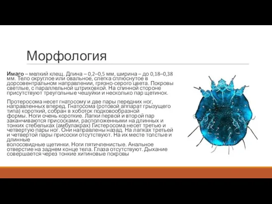 Морфология Имаго – мелкий клещ. Длина – 0,2–0,5 мм, ширина – до