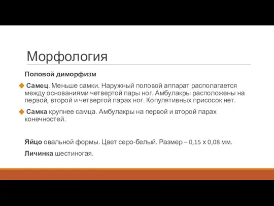 Морфология Половой диморфизм Самец. Меньше самки. Наружный половой аппарат располагается между основаниями