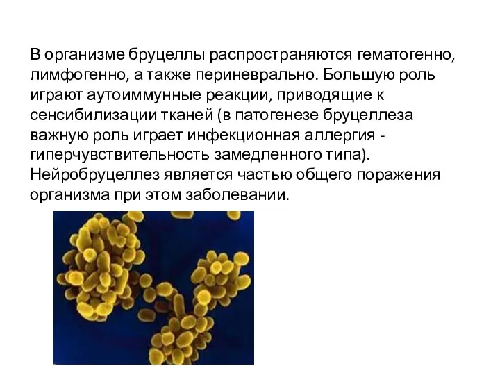 В организме бруцеллы распространяются гематогенно, лимфогенно, а также периневрально. Большую роль играют