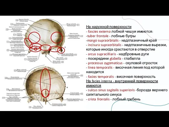 На наружной поверхности - fascies externa лобной чешуи имеются: -tuber frontale -