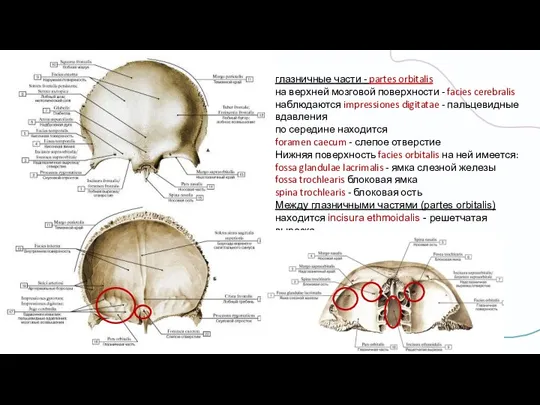 глазничные части - partes orbitalis на верхней мозговой поверхности - facies cerebralis