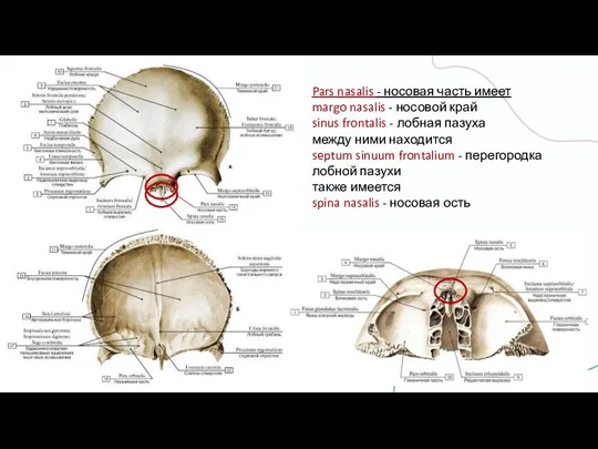 Pars nasalis - носовая часть имеет margo nasalis - носовой край sinus