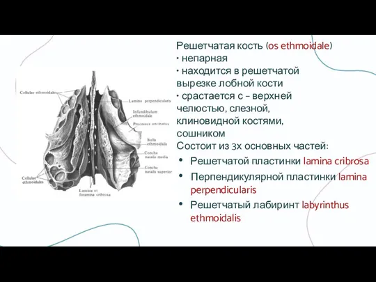 Решетчатая кость (os ethmoidale) • непарная • находится в решетчатой вырезке лобной