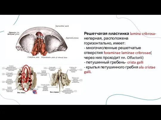 Решетчатая пластинка lamina cribrosa- непарная, расположена горизонтально, имеет: - многочисленные решетчатые отверстия