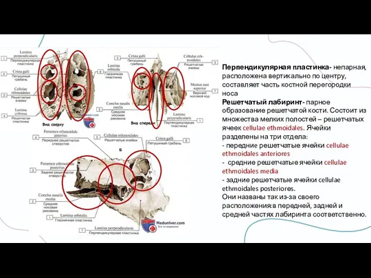 Перпендикулярная пластинка- непарная, расположена вертикально по центру, составляет часть костной перегородки носа