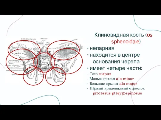 Клиновидная кость (os sphenoidale) • непарная • находится в центре основания черепа