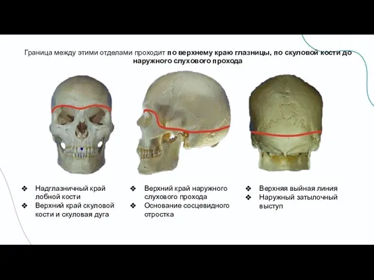 Граница между этими отделами проходит по верхнему краю глазницы, по скуловой кости