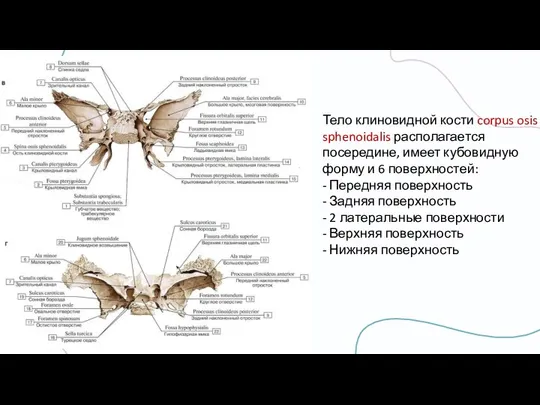 Тело клиновидной кости corpus osis sphenoidalis располагается посередине, имеет кубовидную форму и