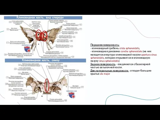 Передняя поверхность: - клиновидный гребень crista sphenoidalis, - клиновидная раковина concha sphenoidale