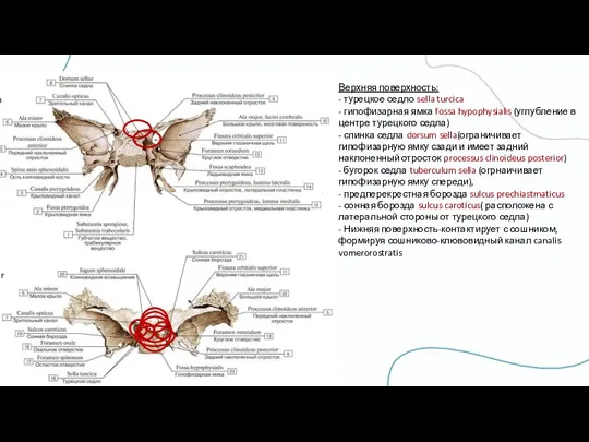 Верхняя поверхность: - турецкое седло sella turcica - гипофизарная ямка fossa hypophysialis